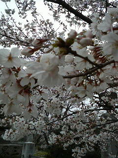 2009032802.jpg