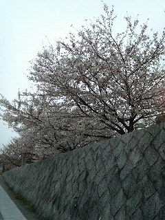 2009032903.jpg